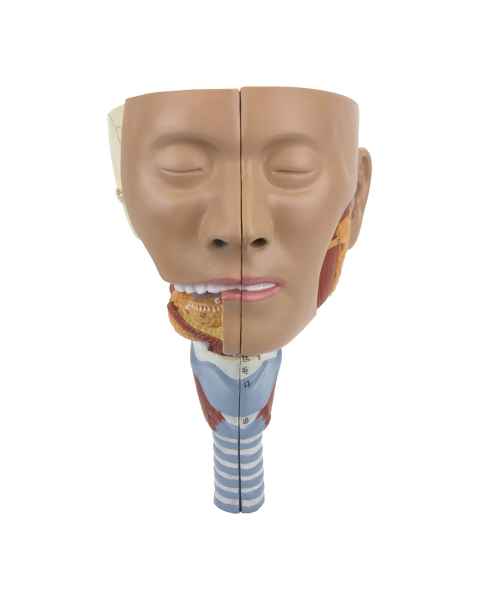 Nasco MG29866 Head Musculature with Larynx Model, 2 Parts - Angle 1
