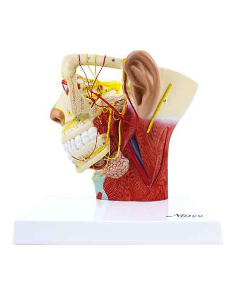 Nasco MG29867 Head Musculature with Nerves Model - Angle 1
