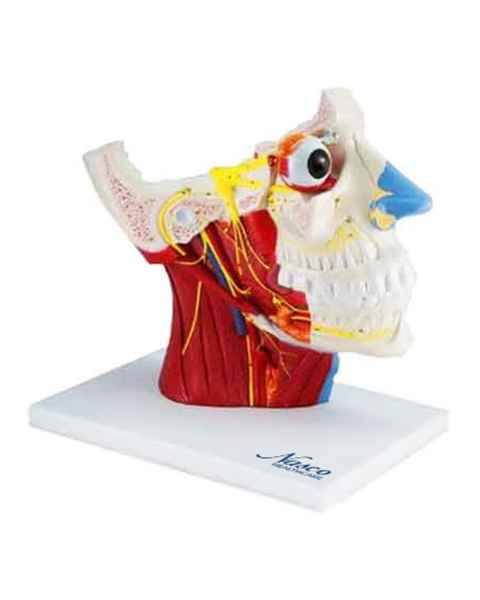 Nasco MG29868 Head Musculature with Cranial and Autonomic Nerves Model, 2.5x Enlarged - Angle 1