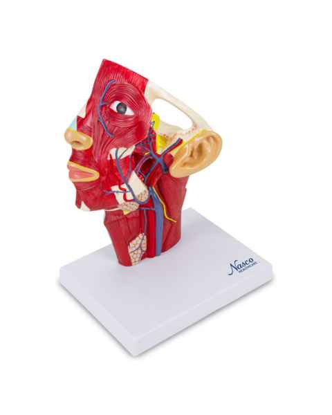 Nasco MG29869 Head Musculature with Blood Vessels Model - Angle 1