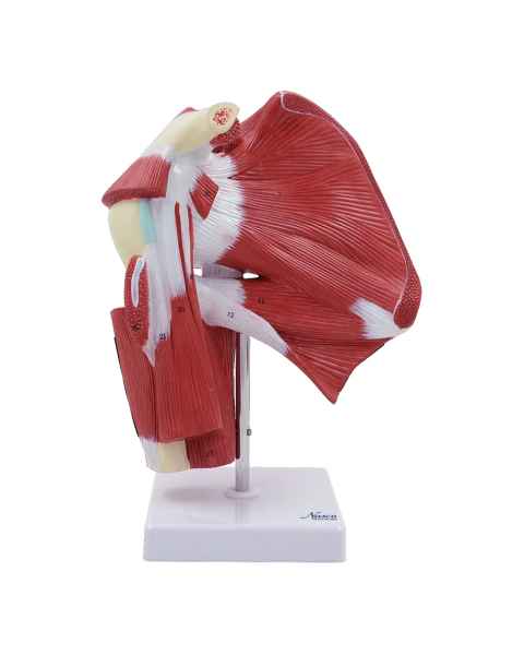 Nasco MG29871 Shoulder Muscles with Ligaments Model - Front View