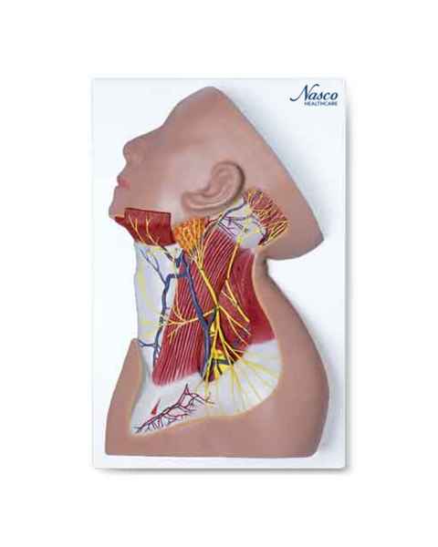 Nasco MG29872 Neck Muscles with Nerves Model - Angle 1