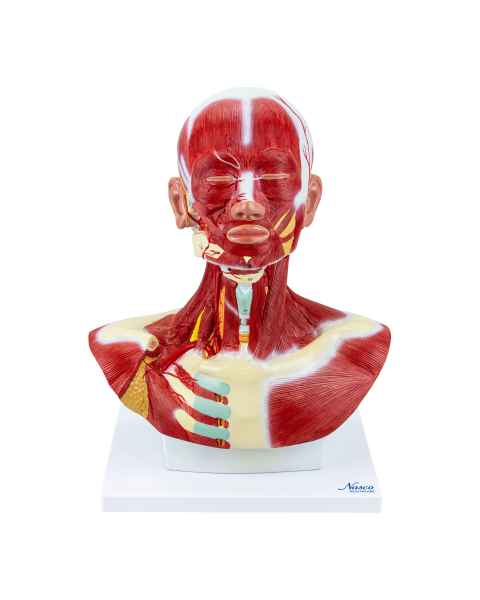 Nasco MG29873 Head and Neck Muscles Model - Angle 1