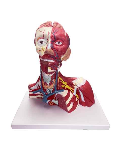 Nasco MG29874 Head, Neck, and Thoracic Muscles Model, 3 Parts - Angle 1