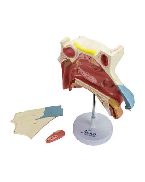 Nasco MG29876 Nasal Cavity Model, 3x Enlarged, 3 Parts, Disassembled View