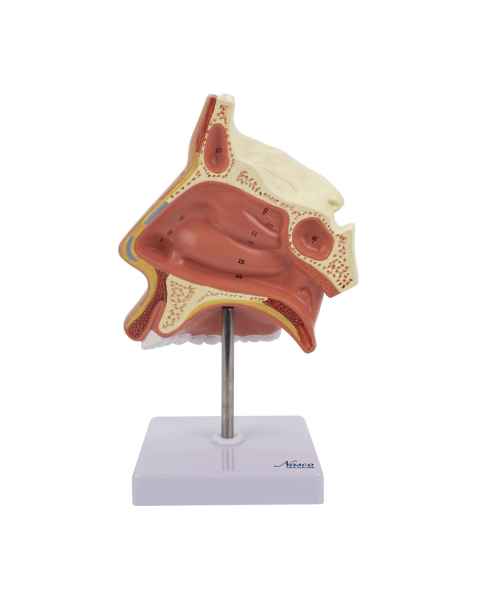 Nasco MG29877 Nose with Nasal Cavity Model, Front View