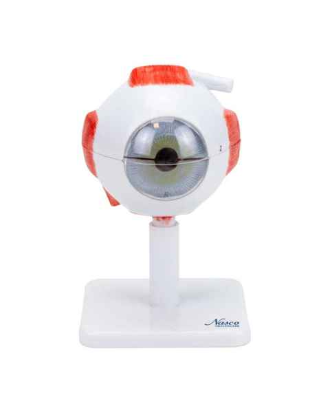 Nasco MG29938 Eye Model, 3x Enlarged, 8 Parts, Front View