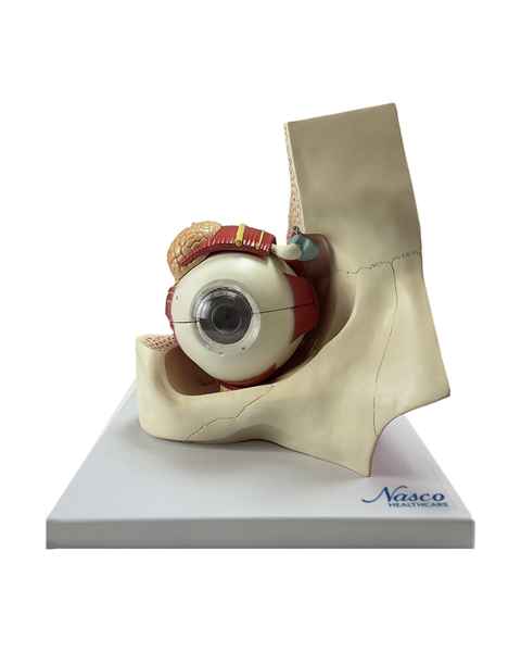 Nasco MG29939 Eye Model, 5x Enlarged, 11 Parts, Front View