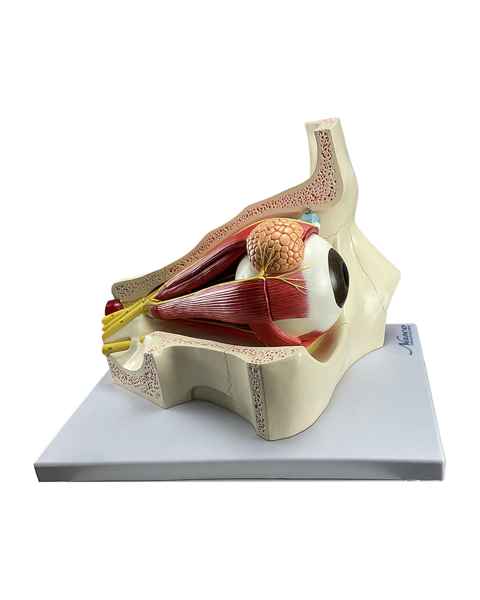 Nasco MG29940 Eye Model, 5x Enlarged, 4 Parts, Left Side View