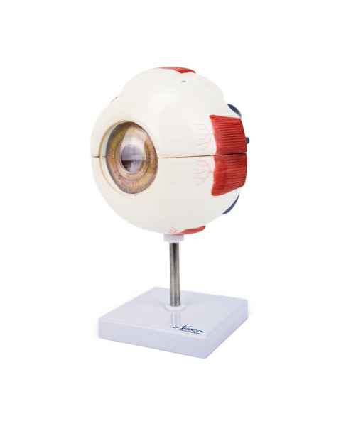 Nasco MG29941 Eye Model, 6x Enlarged, 6 Parts, Left Angle View
