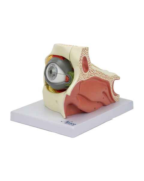 Nasco MG29943 Eye Model, 2.5x Enlarged, 14 Parts, Left Side View