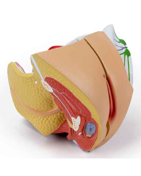 Nasco MG29948 Female Genital Organ Model, 4 Parts - Right Angle