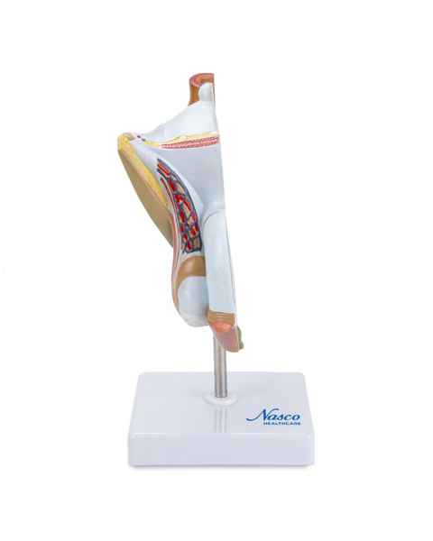 Nasco MG29949 Male Genital Organ with Pathology Model, 2 Parts - Front View
