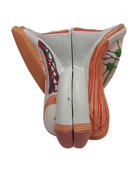 Nasco MG29950 Male Genital Organ Model, 4 Parts - Front View