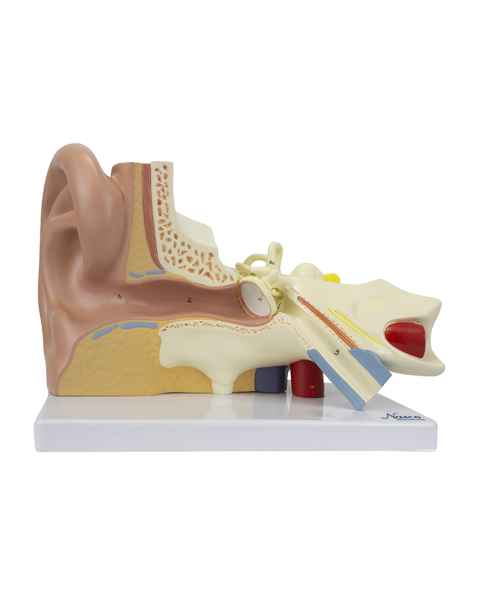 Nasco MG29981 Ear Model, 3x Enlarged, 3 Parts, Front View