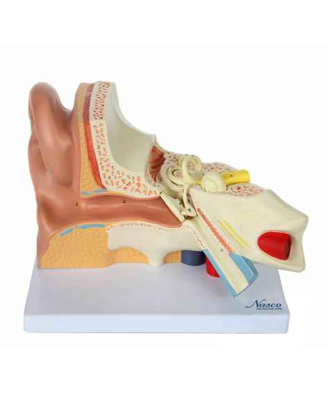 Nasco MG29982 Ear Model, 3x Enlarged, 5 Parts, Front View