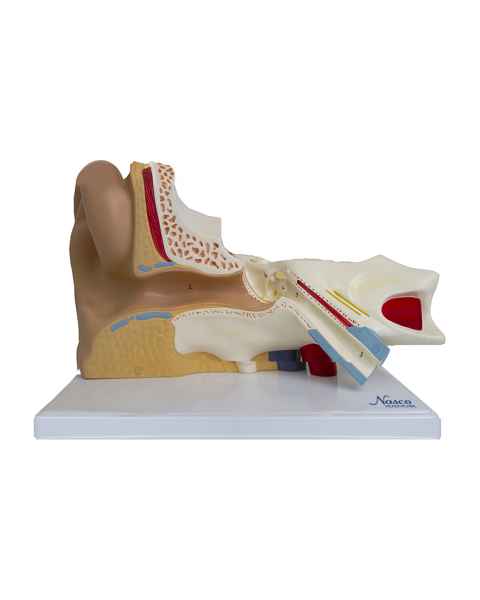 Nasco MG29983 Ear Model, 3x Enlarged, 6 Parts, Front View
