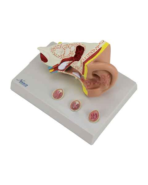 Nasco MG29985 Ear with Pathology Model, 1.5x Enlarged, Left Angle  Top View