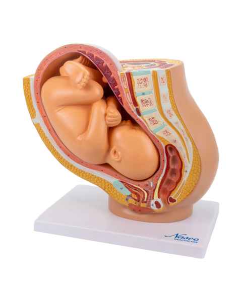 Nasco MG30131 Pelvis with Pregnancy Model, 2 Parts - Angle 1