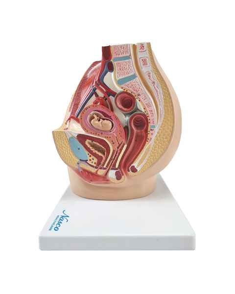Nasco MG30133 Pelvis with 8-Week Embryo Model, 3 Parts - Angle 1
