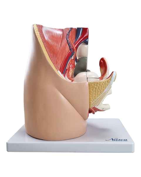 Nasco MG30135 Female Pelvis with Internal Organs Model, 3 Parts - Front View