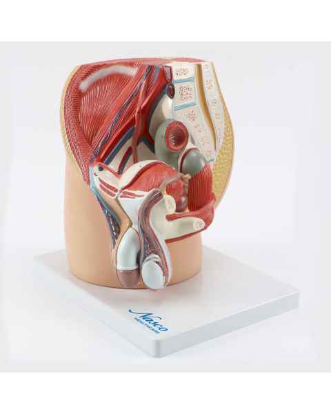 Nasco MG30139 Male Pelvis Model, Midsagittal Section, 4 Parts