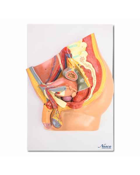 Nasco MG30140 Male Pelvis Model, Midsection, 4 Parts - Front View 1