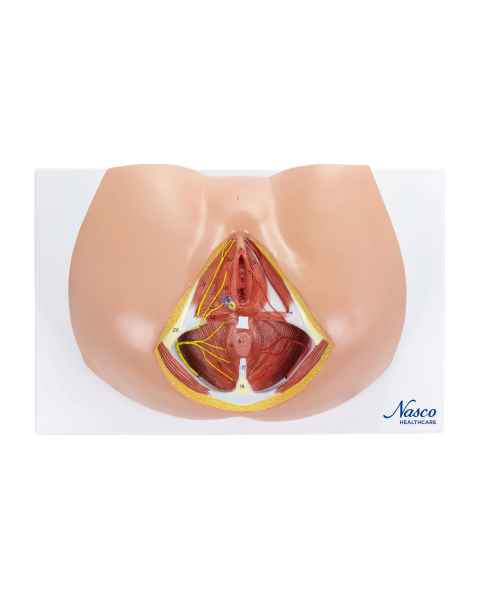 Nasco MG30414 Female Perineum Model