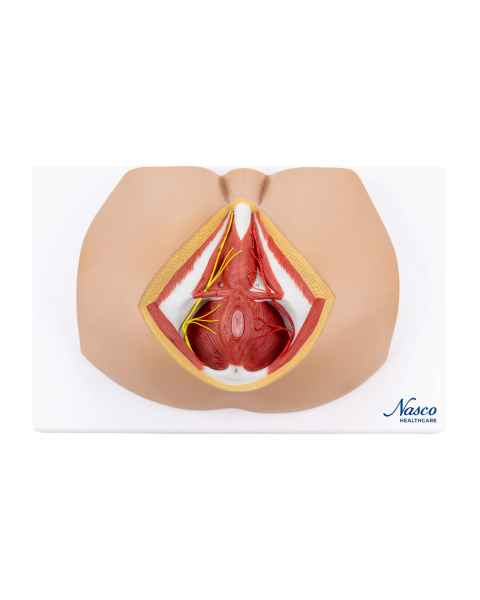 Nasco MG30415 Male Perineum Model