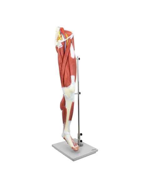 Nasco MG30417 Leg Muscle Model, Detachable, 13 Parts - Front View