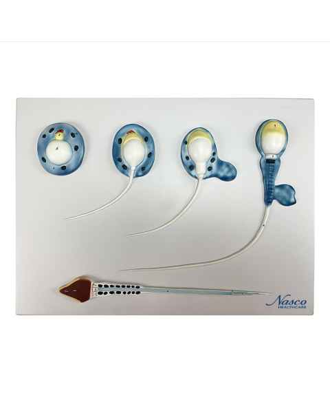 Nasco MG30750 Spermatogenesis Evolution Process Model, 10,000x Enlarged