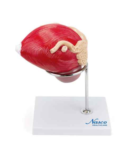 Nasco MG30753 Prostate Model, 3x Enlarged, 2 Parts - Front View
