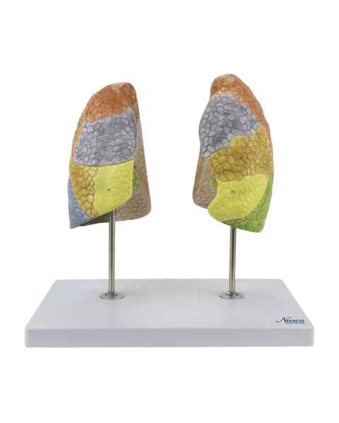 Nasco MG30886 Segmented Lung Model, Front View