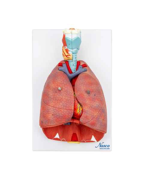 Nasco MG30888 Lung Model with Larynx, 7-Part