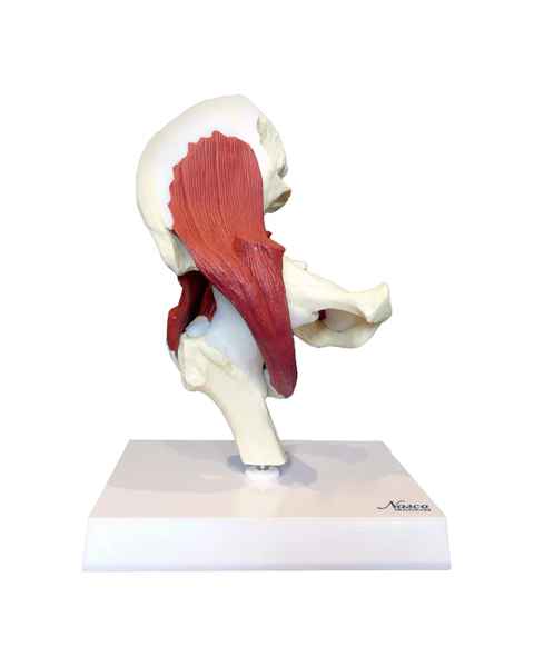 Nasco MG30900 Hip Joint with Muscles Model - Front View