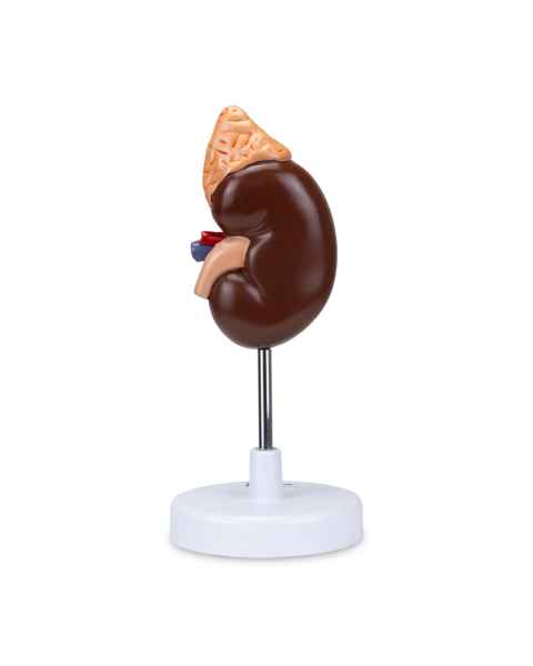 Nasco MG31016 Kidney with Adrenal Gland Model, 1.5x Enlarged, 2 Parts