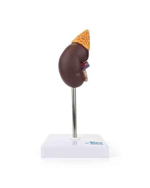 Nasco MG31017 Kidney with Adrenal Gland Model, 2 Parts