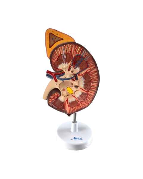 Nasco MG31018 Kidney with Adrenal Gland Model, 3x Enlarged