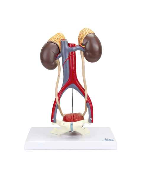 Nasco MG31020 Kidneys with Vessels and Urinary System Model, 4 Parts - Front View