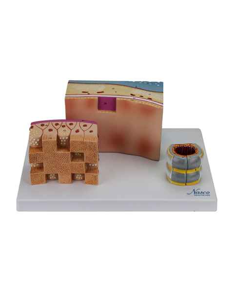 Nasco MG31097 Trachea Section Model, Front View