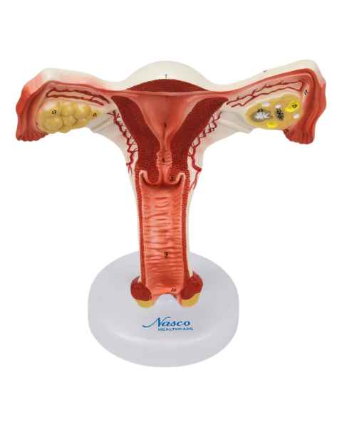Nasco MG31101 Female Reproductive Organ Section Model, 1.5x Enlarged - Front View