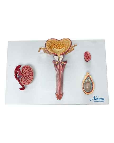 Nasco MG31102 Male Reproductive Organ Section Model - Front View