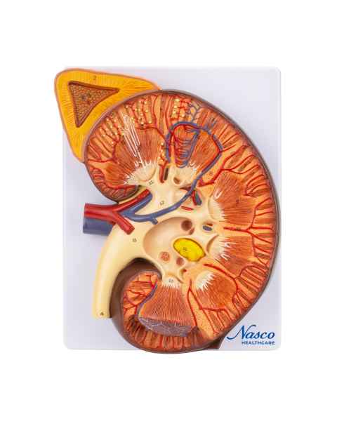 Nasco MG31103 Kidney Section with Adrenal Gland Model, 3x Enlarged