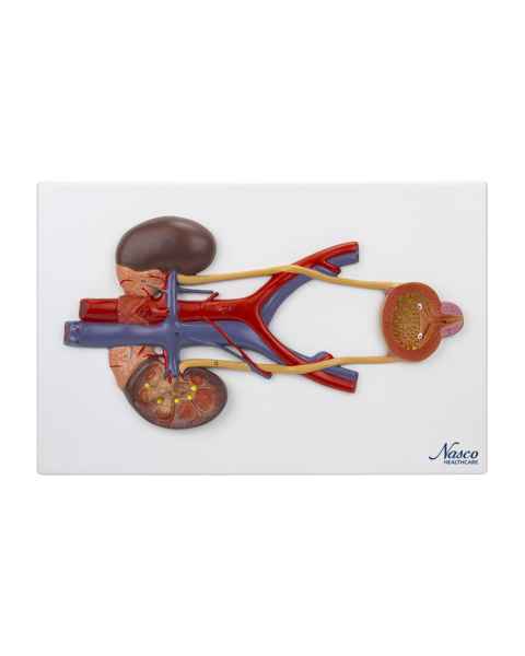 Nasco MG31104 Urinary System Section Model - Flat Overhead View