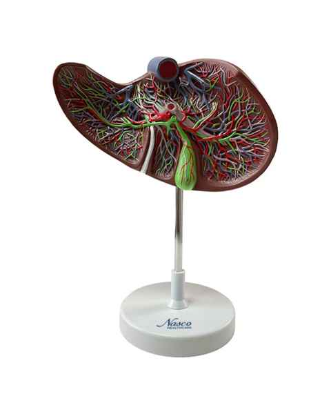 Nasco MG31105 Liver Section with Gallbladder Model, 1.5x Enlarged - Front View