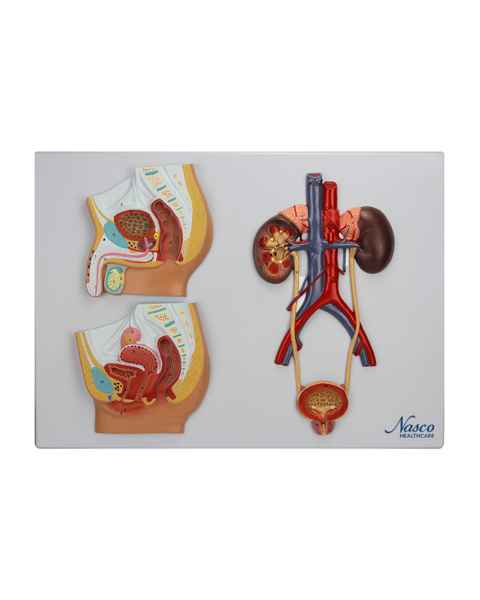 Nasco MG31111 Male and Female Urinary Tract Cross-Section Model - Front View