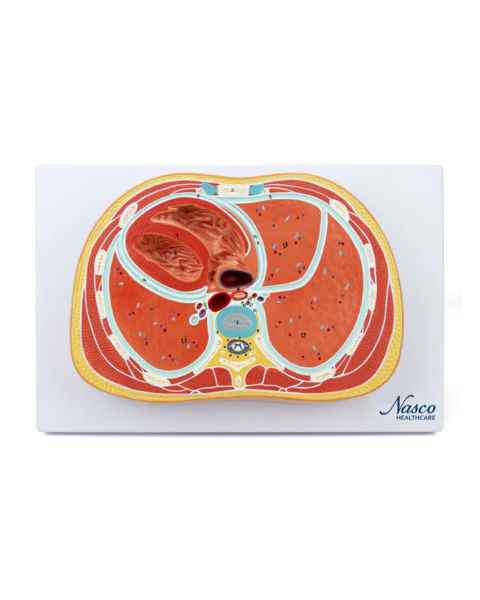 Nasco MG31113 Thorax Axial Section Model