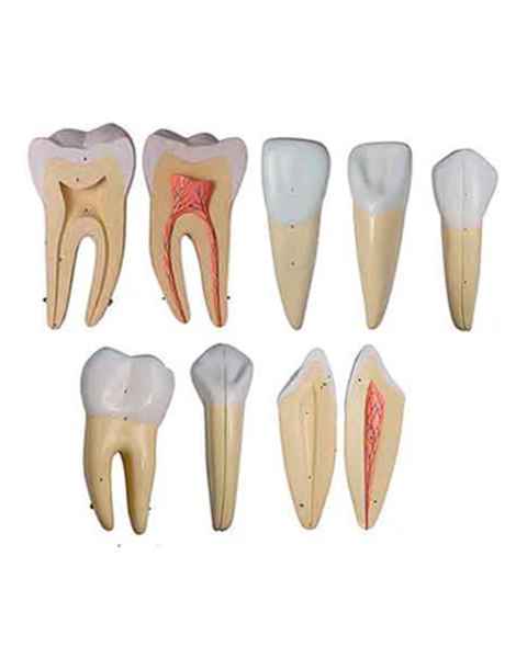 Nasco MG31151 Teeth Models, 10x Enlarged, 5 Parts - Set