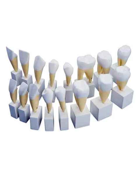 Nasco MG31152 Teeth Models, 4x Enlarged, 16 Parts - Set