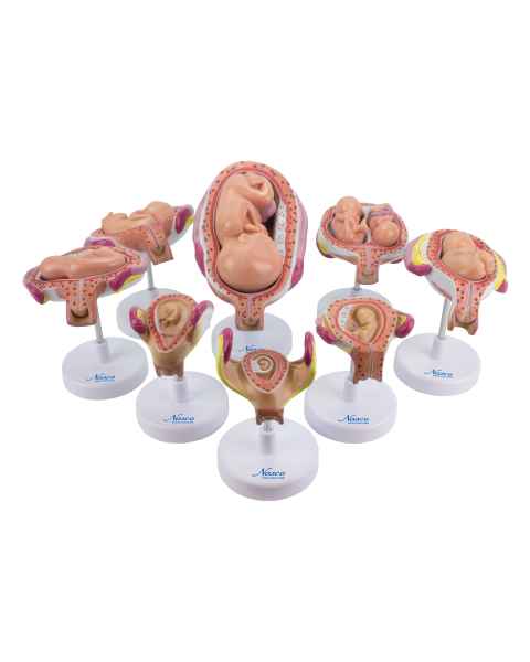 Nasco MG31154 Pregnancy Series Models